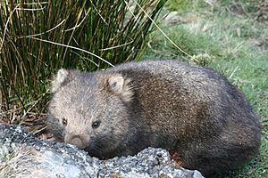 Archivo:Fauna de Tasmania10