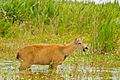 Female Marsh Deer Steros del Ibera