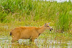 Archivo:Female Marsh Deer Steros del Ibera
