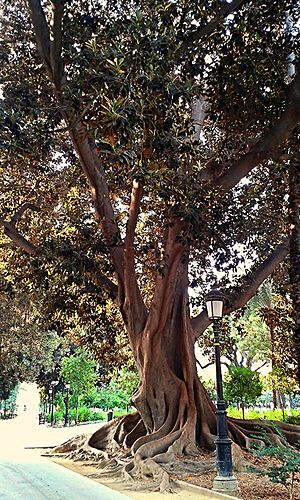 Archivo:Ficus anciano en el Jardín de Floridablanca