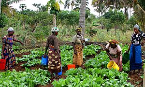 Archivo:Flickr - usaid.africa - Maza Wanawake Kwanza Growers Association (1)