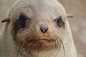 Archivo:Fur Seal at Cape Cross, Namibia (3045707919)