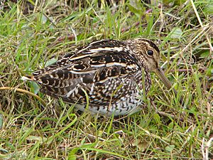 Archivo:Gallinago paraguaiae