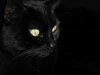 Archivo:Gato negro