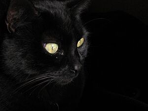 Archivo:Gato negro