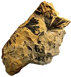 Ginkgo huttoni 1.jpg