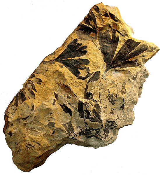 Ginkgo huttoni 1