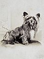 Greyfriars Bobby (cropped)