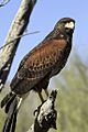 Harris's Hawk (Parabuteo unicinctus) 3 of 4 in set