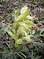 HelleborusFoetidus-plant