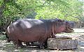 Hippo eating