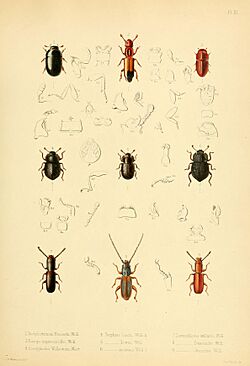 Insecta maderensia (Pl. III) BHL9614546.jpg