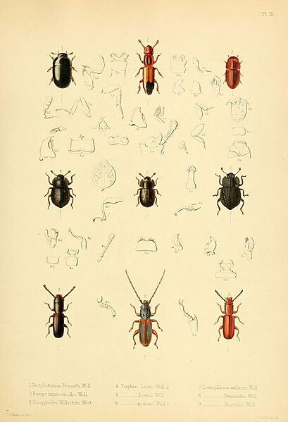 Insecta maderensia (Pl. III) BHL9614546