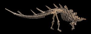 Archivo:Kentrosaurus aethiopicus 01
