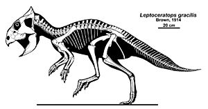 Archivo:Leptoceratops gracilis skeletal