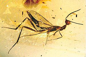 Archivo:Leptofoenus pittfieldae (male) rotated