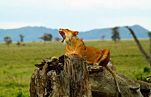 Archivo:Lion Serengeti