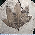 Macginitiea gracilis 01