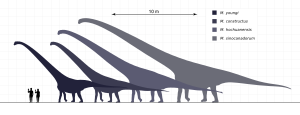 Archivo:Mamenchisaurus Species Scale Steveoc86