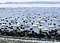 Mariager fjord vinter