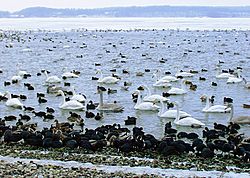 Archivo:Mariager fjord vinter