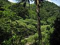 MontanasdelaSierradeAgalta Honduras