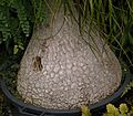 Nolina longifolia 04 ies