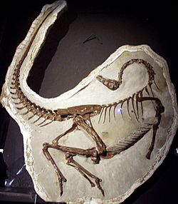 Ornithomimus edmontonicus.jpg