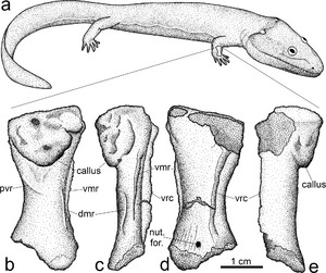 Archivo:Ossinodus and fractured radius
