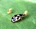 P-14 lady beetle