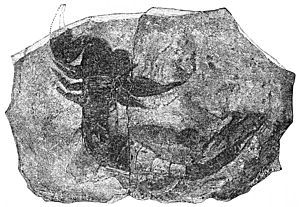 Archivo:PSM V27 D413 Fossil scorpion
