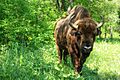 Padurea Domneasca zimbrii Glodeni (5)