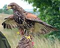Parabuteo unicinctus falconry