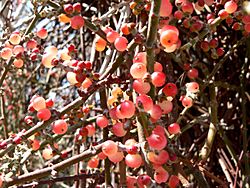 Phoradendron californicum berries 2.jpg