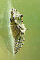 Pieris.brassicae.pupa