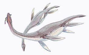 Plesiosaurus dolich1DB