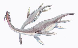 Archivo:Plesiosaurus dolich1DB