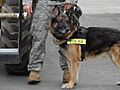 Police dog on duty at Elmendorf Air Force Base