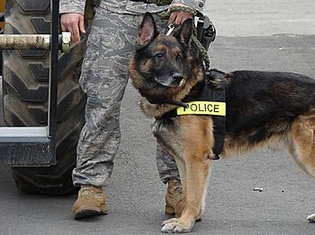 Archivo:Police dog on duty at Elmendorf Air Force Base