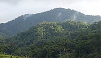 Premontane rainforest around La Liberación - ZooKeys-298-077-g004C.jpg