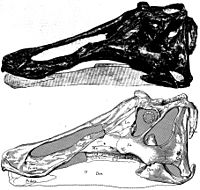 Archivo:Prosaurolophus skull