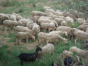 Archivo:Rebaño de ovejas, Xert, Castellón
