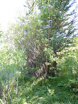 Salix boothii (5002981894).jpg