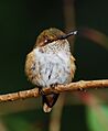 Selasphorus scintilla (female)