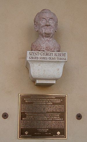 Archivo:Szeged, Szent-Györgyi Albert-mellszobor