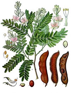 Tamarindus indica - Köhler–s Medizinal-Pflanzen-134.jpg