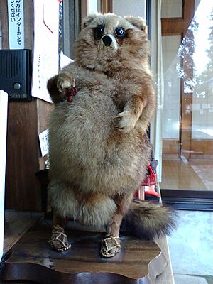 Archivo:Taxidermy of Raccoon Dog-Morinji, Tatebayashi, Gunma