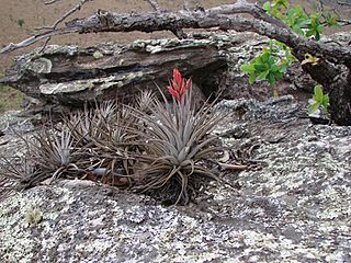 Tillandsia didisticha.jpg