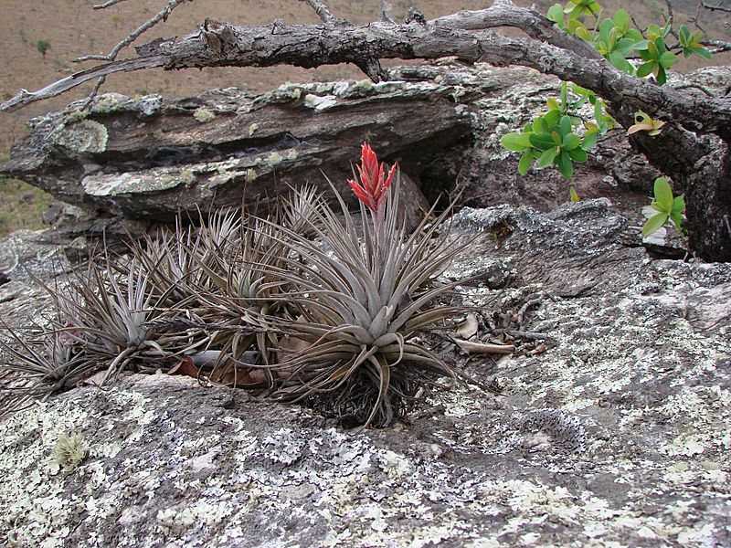 Tillandsia didisticha