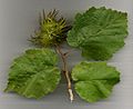 TurkHazel